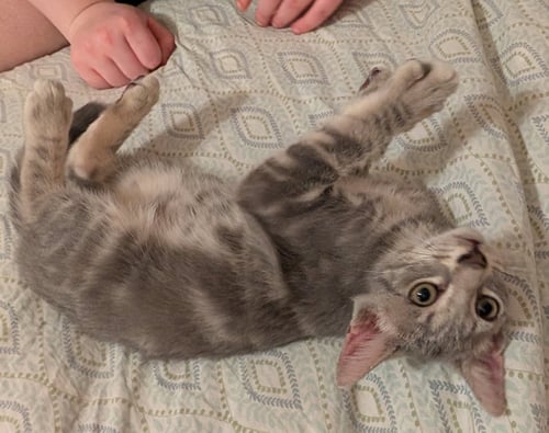 GALILEO (FCID# 06/23/2026 - 12 BROOKHAVEN PS) DC - Tabby available for adoption