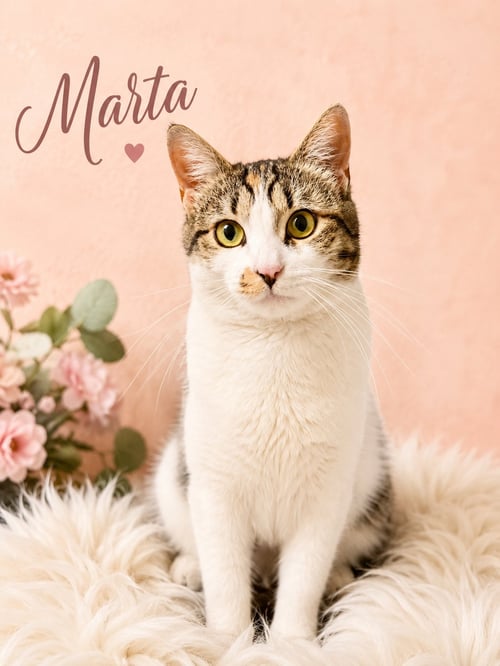 MARTA (FCID# 06/09/2026 - 113) WILLOW GROVE - Calico / Tabby available for adoption
