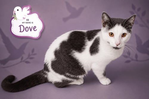 DOVE (FCID# 07/16/2026 - 6 TRAINER) - Domestic Short Hair available for adoption