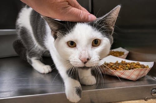 DOVE (FCID# 07/16/2026 - 6 TRAINER) - Domestic Short Hair available for adoption