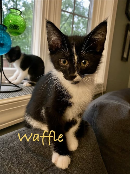 WAFFLE, WILLOW GROVE AREA, (FCID 07/22/2026-132) - Domestic Short Hair available for adoption