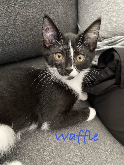 WAFFLE, WILLOW GROVE AREA, (FCID 07/22/2026-132) - Domestic Short Hair available for adoption