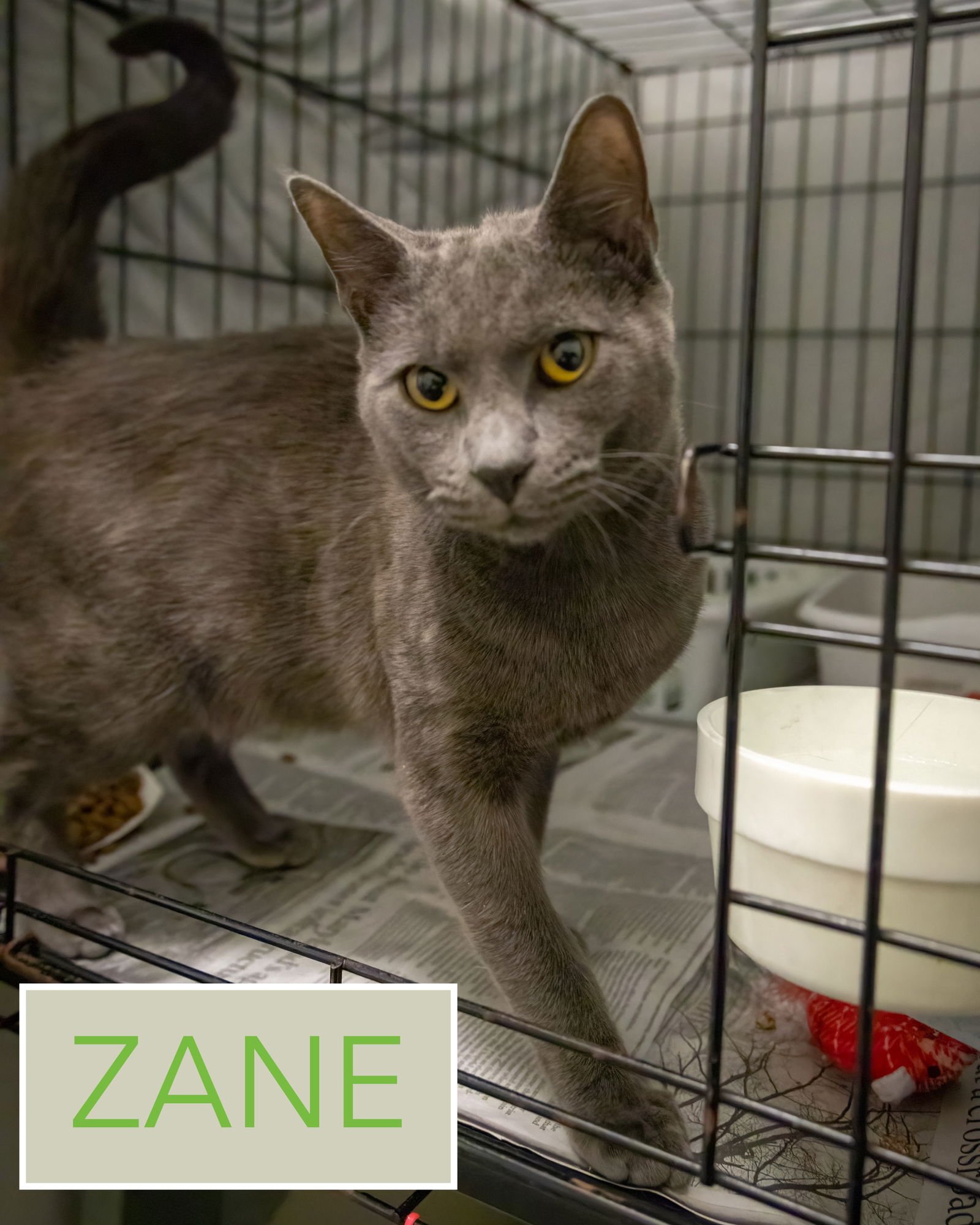 ZANE (FCID# 01/22/2026 - 21 TRAINER) - Domestic Short Hair available for adoption
