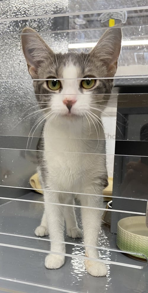 SOFIA (FCID# 05/21/2026 - 31 WEST CHESTER PS) K - Tabby available for adoption