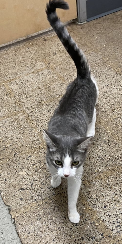 SOFIA (FCID# 05/21/2026 - 31 WEST CHESTER PS) K - Tabby available for adoption