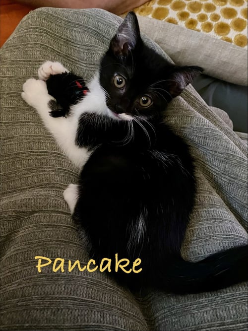 PANCAKE, WILLOW GROVE AREA, (FCID 07/22/2026-131) - Domestic Short Hair available for adoption