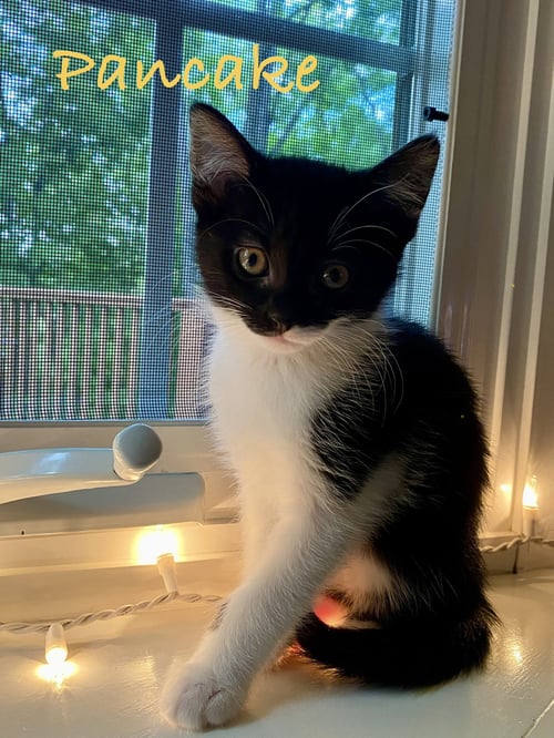 PANCAKE, WILLOW GROVE AREA, (FCID 07/22/2026-131) - Domestic Short Hair available for adoption
