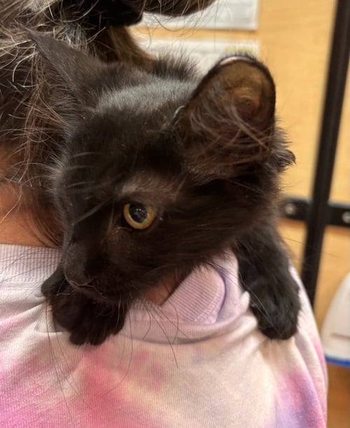 CASHMERE (FCID# 06/22/2026 - 39 GLEN MILLS PS) - Domestic Long Hair available for adoption