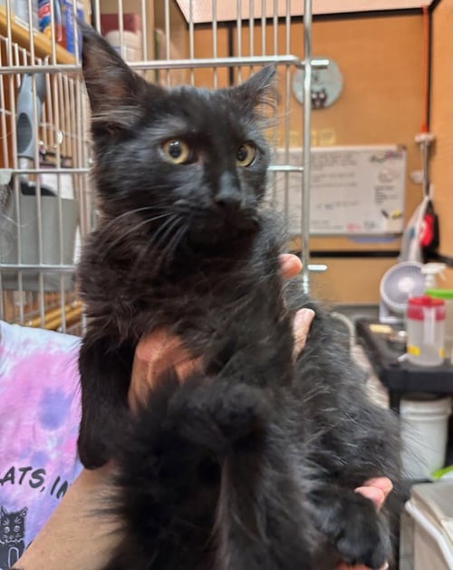 CASHMERE (FCID# 06/22/2026 - 39 GLEN MILLS PS) - Domestic Long Hair available for adoption