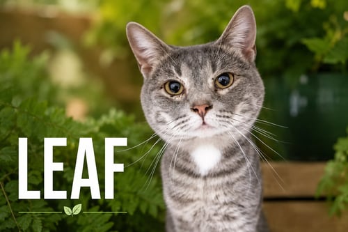 LEAF (FCID# 05/13/2026 - 21 TRAINER) - American Shorthair / Tabby available for adoption