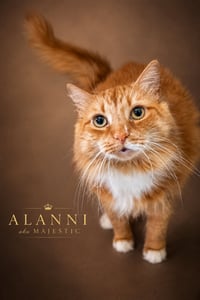 Alanni: DLH (FCID# 12/12/2023 - 80 Trainer) - Photo 2