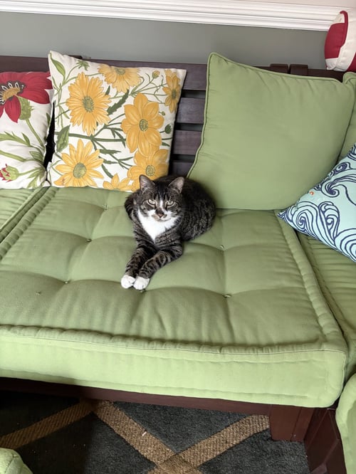 OTHELLO (FCID# 03/23/2026 - 38) KC - Tabby / Tuxedo available for adoption