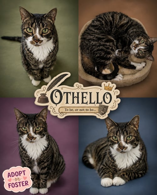 OTHELLO (FCID# 03/23/2026 - 38 TRAINER ) KC - Tabby / Tuxedo available for adoption