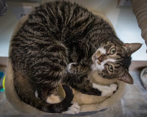 OTHELLO (FCID# 03/23/2026 - 38 TRAINER ) KC - Tabby / Tuxedo available for adoption