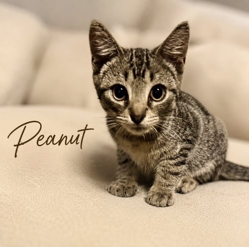 PEANUT (FCID# 07/17|2026-171) - Tabby available for adoption