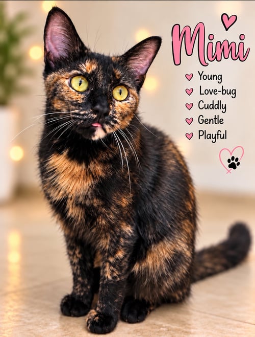 MIMI (FCID# 08/18/2026 - 109) WILLOW GROVE - Tortoiseshell available for adoption