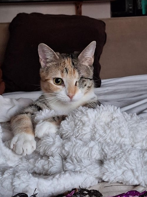 CLARA, WILLOW GROVE AREA, (FCID 01/13/2026-151) - Dilute Calico / Tabby available for adoption