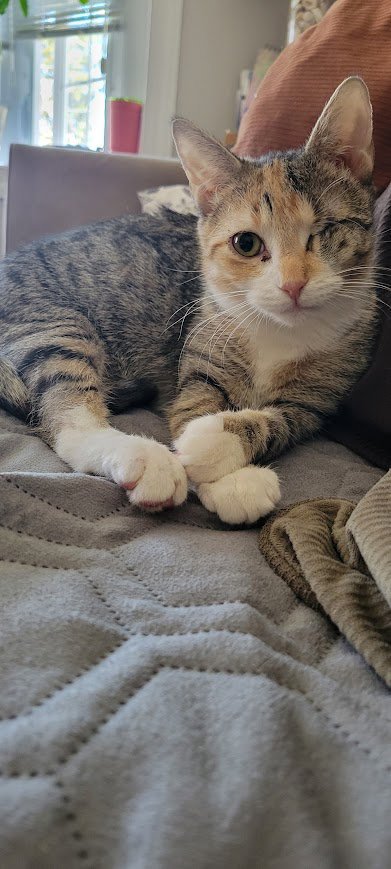 CLARA, WILLOW GROVE AREA, (FCID 01/13/2026-151) - Dilute Calico / Tabby available for adoption