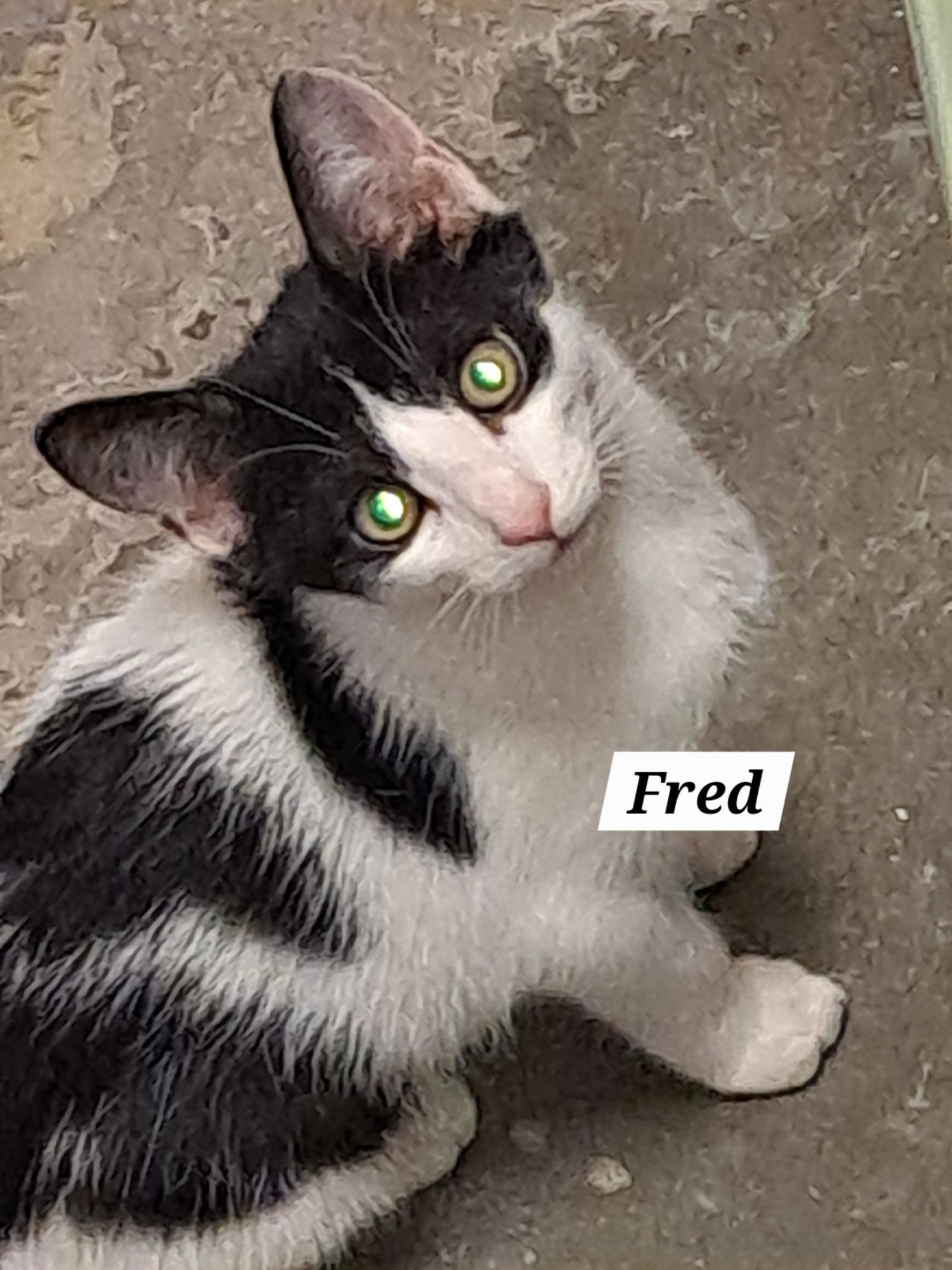 FRED (FCID# 10/23/2025 - 4 BROOKHAVEN PS) KDC - Domestic Short Hair available for adoption