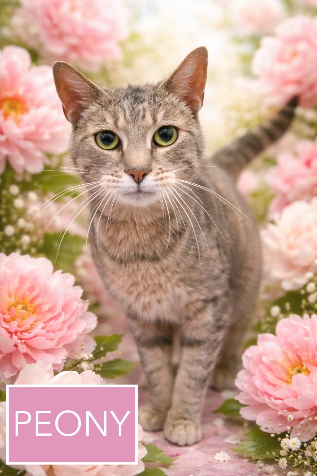 PEONY (FCID# 03/11/2026 - 26 MILLSBORO PS) - Tabby available for adoption