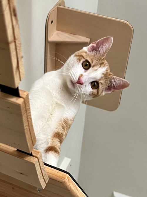 MARMALADE W/ CHUTNEY: FELV+ (FCID#06/01/2026-93) - Domestic Short Hair available for adoption