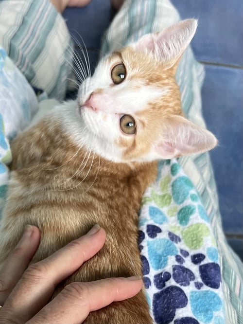 MARMALADE (FCID#06/01/2026-93) - Domestic Short Hair available for adoption