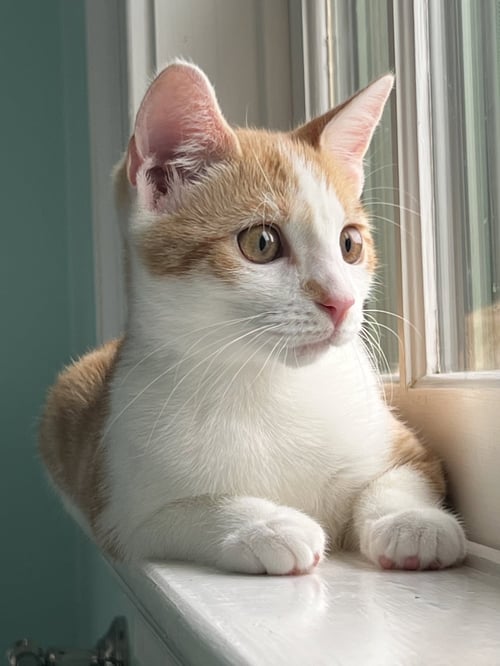 MARMALADE (FCID#06/01/2026-93) - Domestic Short Hair available for adoption
