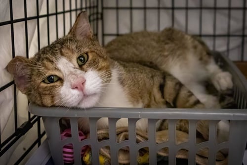 CHEX (FCCID# 08/26/2026 - 28 TRAINER) - Tabby available for adoption