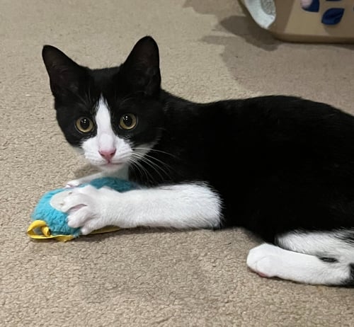 BECKY (FCID# 07/06/2026 - 51 WEST CHESTER PS) - Tuxedo available for adoption