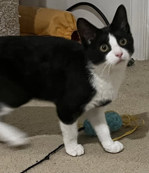 BECKY (FCID# 07/06/2026 - 51 WEST CHESTER PS) - Tuxedo available for adoption