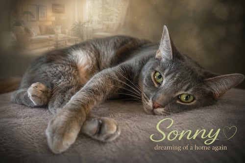 SONNY (FCID# 10/16/2023 - 54 TRAINER) - Domestic Short Hair available for adoption