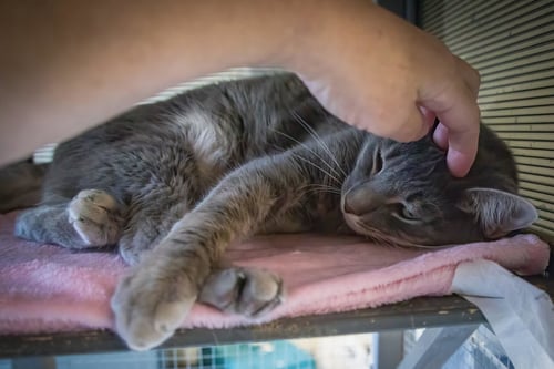 SONNY (FCID# 10/16/2023 - 54 TRAINER) - Domestic Short Hair available for adoption