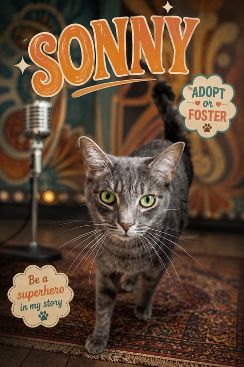 SONNY (FCID# 10/16/2023 - 54 TRAINER) - Domestic Short Hair available for adoption