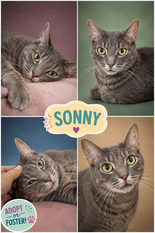SONNY (FCID# 10/16/2023 - 54 TRAINER) - Domestic Short Hair available for adoption