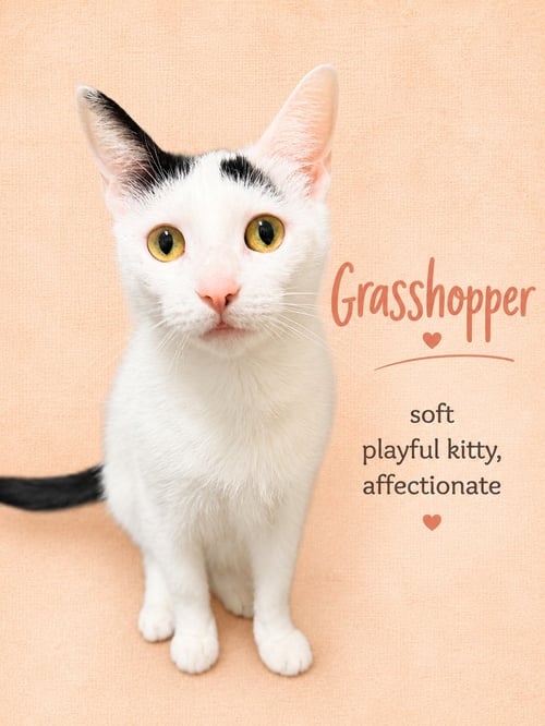 GRASSHOPPER (FCID# 03/26/2026-124) WILLOW GROVE - Domestic Short Hair available for adoption