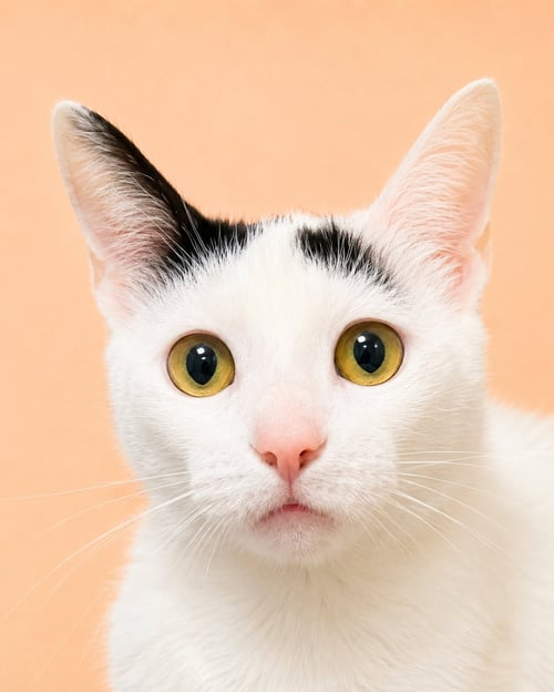 GRASSHOPPER (FCID# 03/26/2026-124) WILLOW GROVE - Domestic Short Hair available for adoption