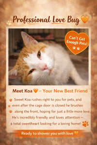 Koa (FCID# 04/09/2026 - 21 Trainer) - Photo 1