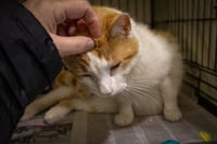 Koa (FCID# 04/09/2026 - 21 Trainer) - Photo 3