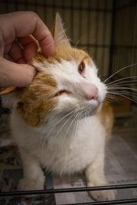 Koa (FCID# 04/09/2026 - 21 Trainer) - Photo 4