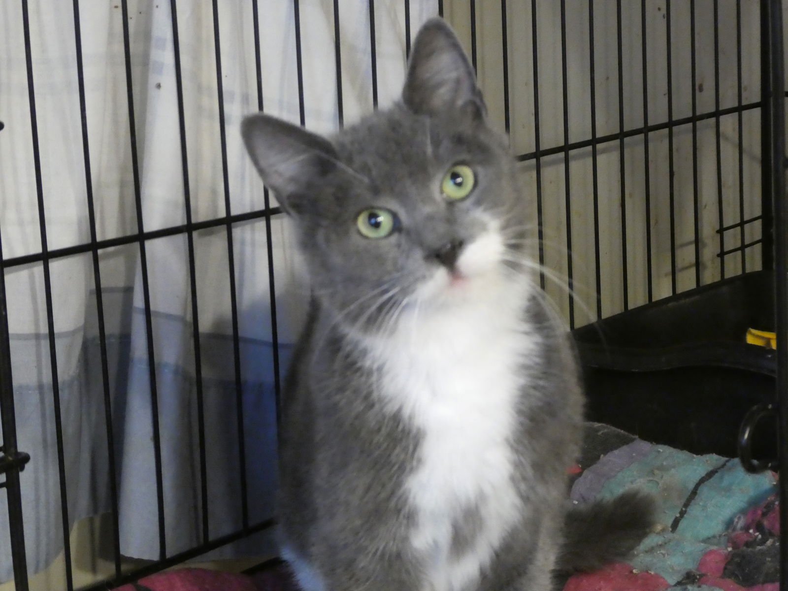 VESPER, WILLOW GROVE PA (FCID# 12/09/2025-105) - Domestic Short Hair available for adoption