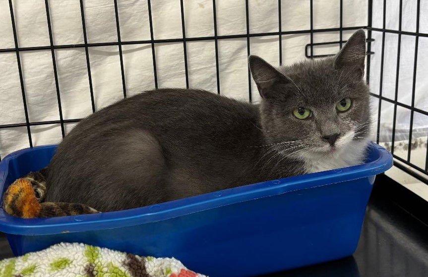 Vesper, Willow Grove PA (FCID# 12/09/2025-105) - Photo 3