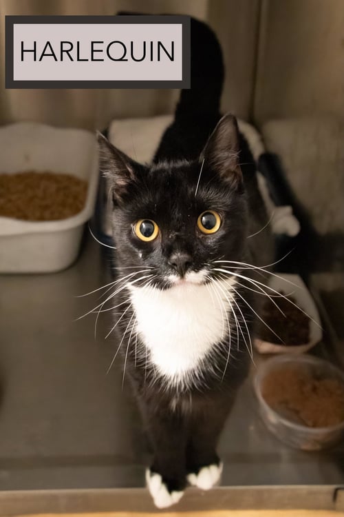 HARLEQUIN (FCID# 06/08/2026 - 55 TRAINER) - Tuxedo available for adoption