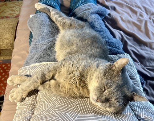 BUDDY (FCID#06/11/2026-24 GLEN MILLS PS) - Domestic Short Hair available for adoption