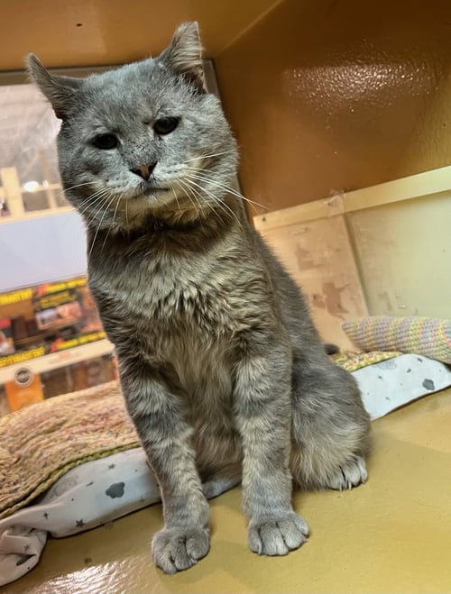 BUDDY (FCID#06/11/2026-24 GLEN MILLS PS) - Domestic Short Hair available for adoption