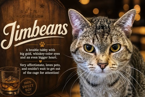 JIMBEANS (FCID# 04/30/2026 - 12 TRAINER) - Tabby available for adoption