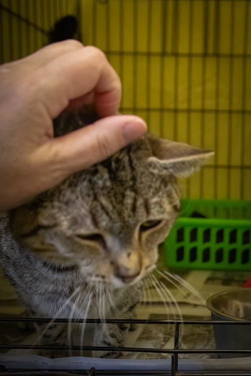 JIMBEANS (FCID# 04/30/2026 - 12 TRAINER) - Tabby available for adoption
