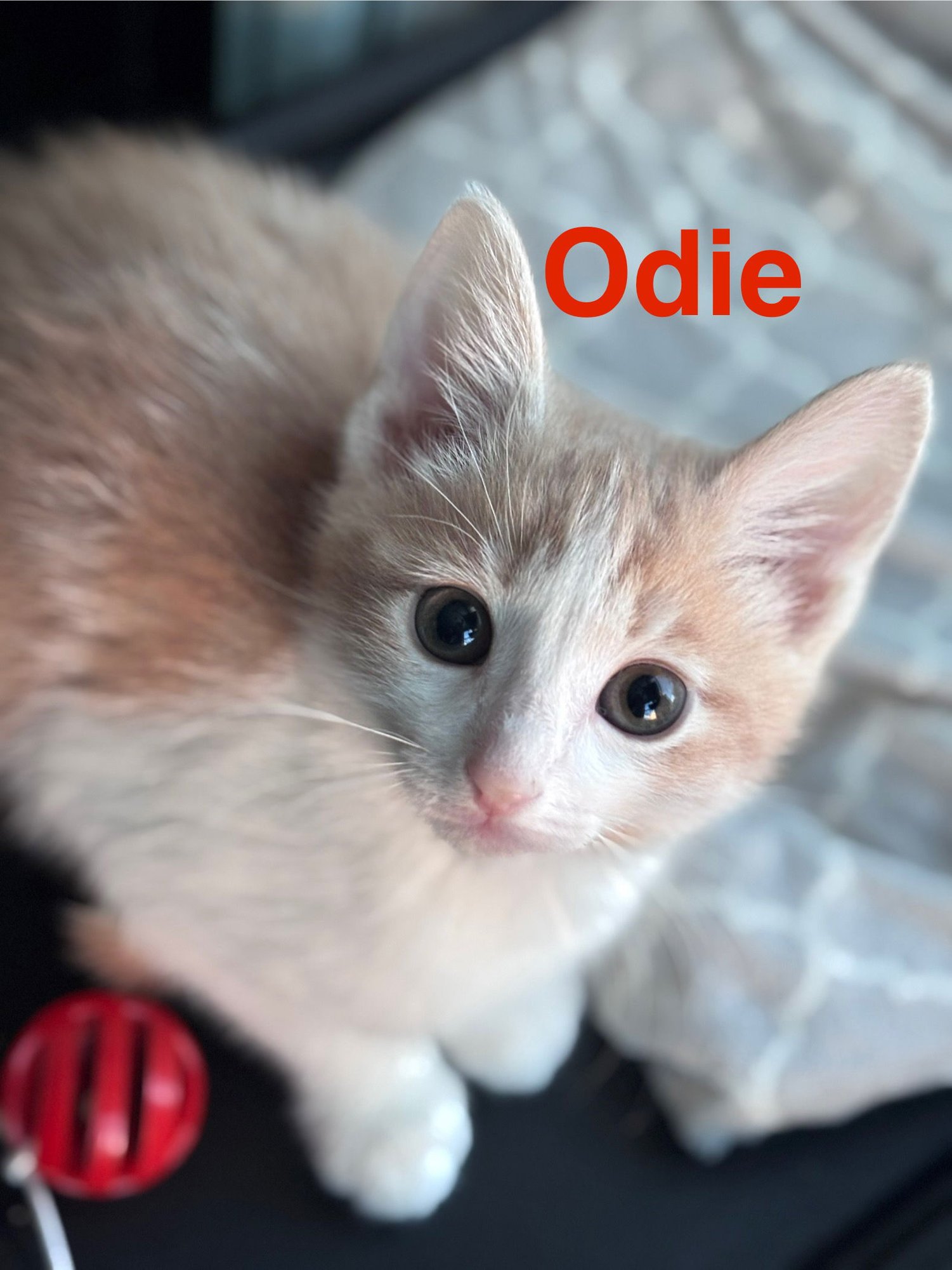 ODIE (FCID# 02/02/2026 - 61) KC - Tabby available for adoption