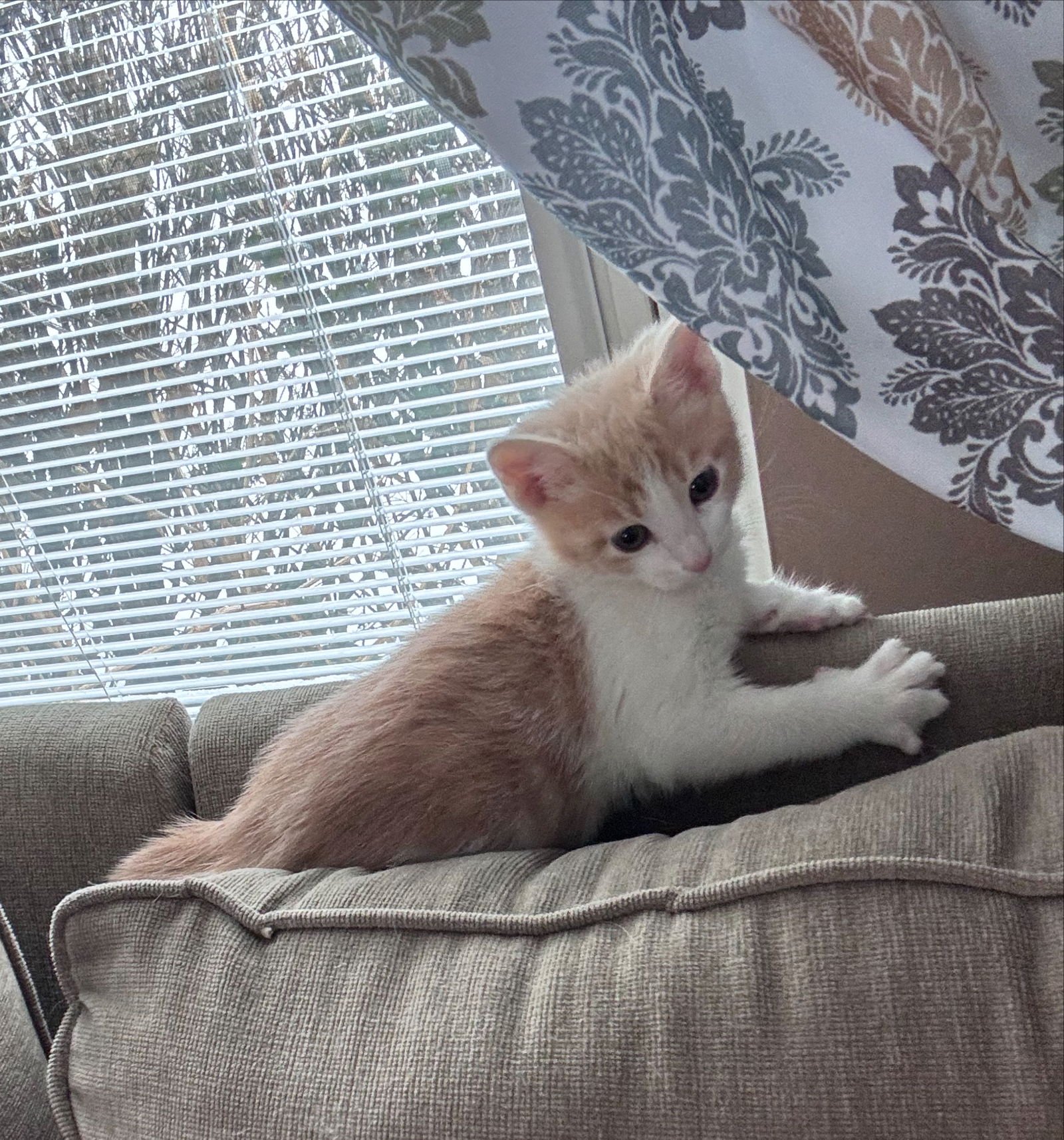 Odie (FCID# 02/02/2026 - 61) KC - Photo 3