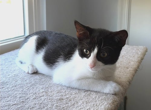 THE VAN HALEN CREW PLUS ONE DIVA (WCPS) - Domestic Short Hair available for adoption