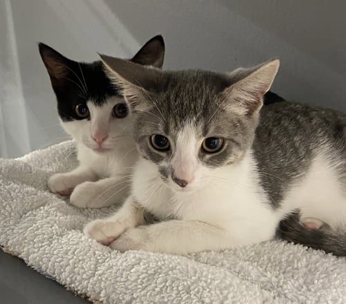 THE VAN HALEN CREW PLUS ONE DIVA (WCPS) - Domestic Short Hair available for adoption